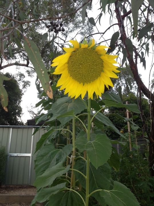 Last sunflower copy